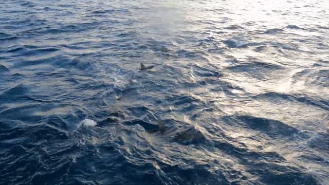 Feeding Reef Sharks surface 2 смотреть онлайн