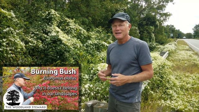 Sweet Autumn Clematis (Clematis terniflora) – Do we dare keep it in our landscape? смотреть онлайн