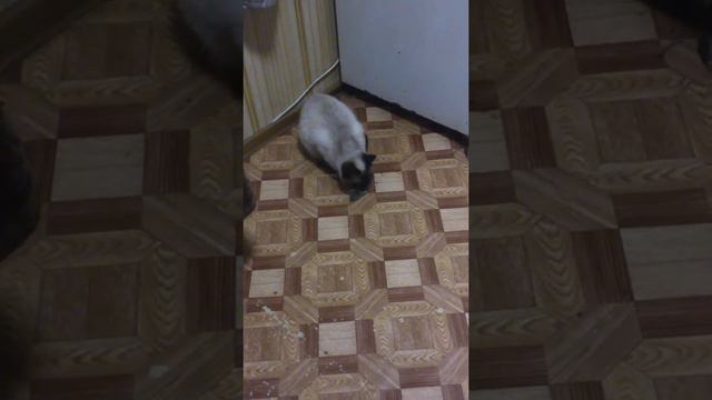 Моя кошка поймала мышь! смотреть онлайн