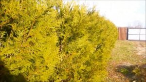 Туя брабант через 6 лет в живой изгороди