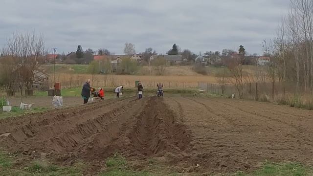 Лучший способ посадки картофеля ? мотоблоком с двухрядным окучником Два способа засыпки картофеля смотреть онлайн