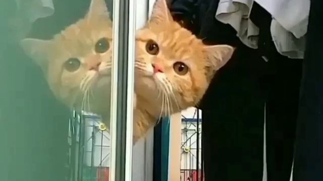 Она хотела бы жить на Манхэттене... смотреть онлайн