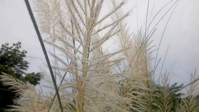 Argentina pampas grass смотреть онлайн