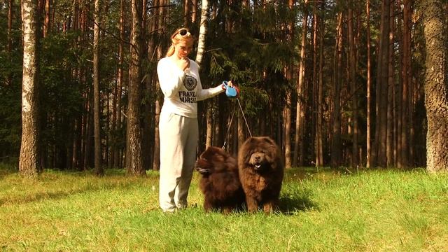 Чау-чау. Телохранитель Будды смотреть онлайн