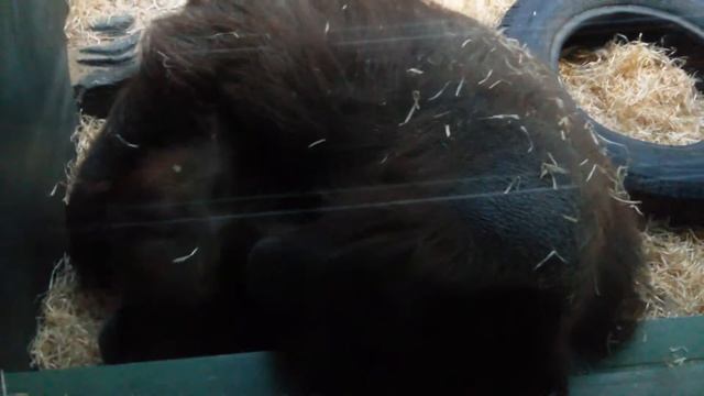 Калимантанские орангутаны (Bornean Orangutans). Московский зоопарк (Moscow Zoo).