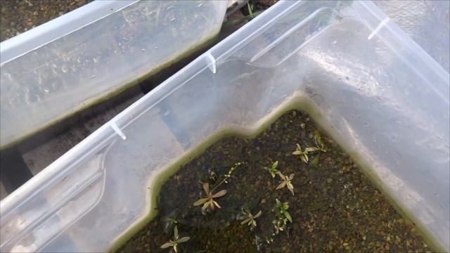 Посадил новые растения в тепличку. Саггитария, гигрофила, стаурогин и людвигия в полюдариуме смотреть онлайн