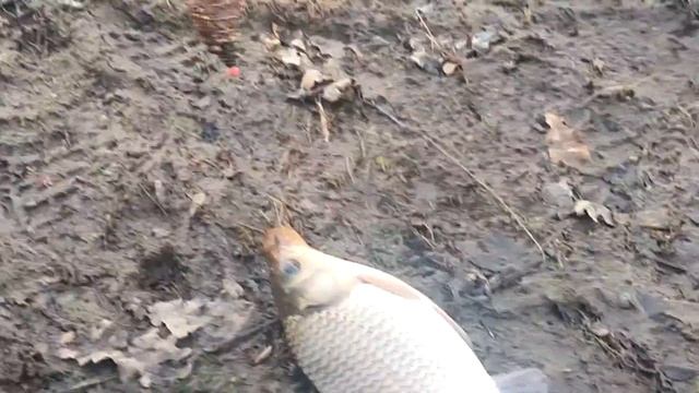 Фидерная рыбалка в Нижнем Новгороде 2022. Борские озера. Карась проснулся смотреть онлайн