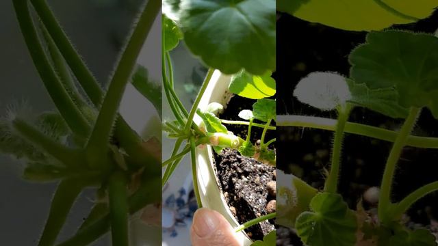 о6.10.2022 г.ПЕЛАРГОНИЯ. ОБРЕЗАНИЕ КУСТА В ГОРШКЕ. смотреть онлайн