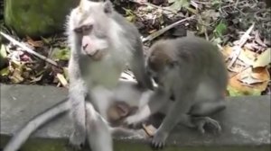 Обезьянка чешет яйца самцу