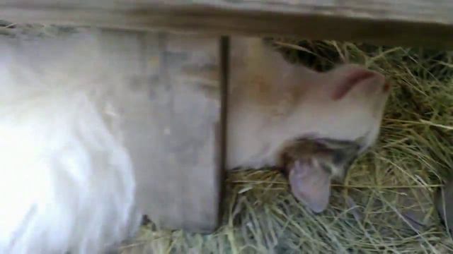 суровый июль 2014 кошки умирают от жары смотреть онлайн