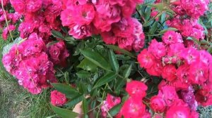 Полиантовые розы. Alberich (Альберих)