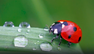 Насекомые. Развивающий Мультик для детей