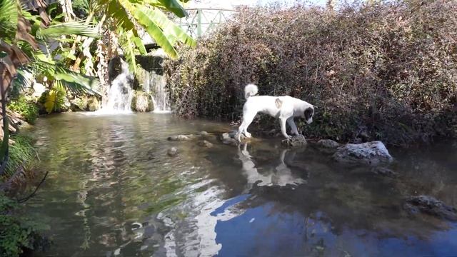Turkish Street Food FRENZY | Kelle Paça LAMB HEAD Soup + Su Böreği | Street Food In Antalya, Turkey