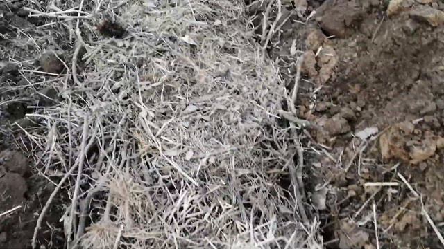 Органическая грядка 2. смотреть онлайн