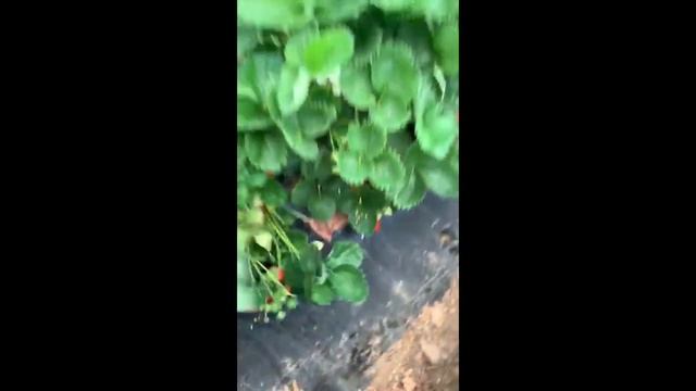 Сорт OLIMPIA у наших партнеров