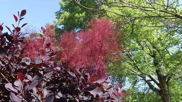 All About Royal Purple Smoke Tree смотреть онлайн