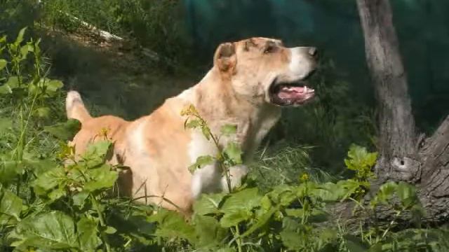 Aboriginal Dogs Of Asia Alabai Dogs