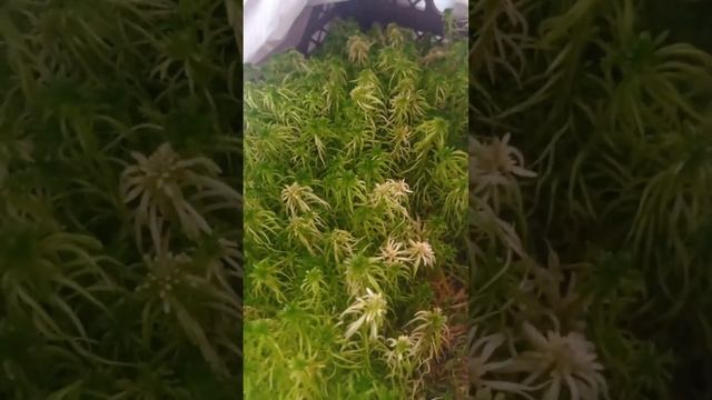как посадить мох Сфагнум в домашних условиях смотреть онлайн