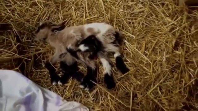 12 ЭЙСИПИ (SCP) МОНСТРОВ СЛУЧАЙНО ПОПАВШИХ НА КАМЕРУ смотреть онлайн