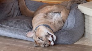 Что же снится пуме Месси, что аж слюни капают?