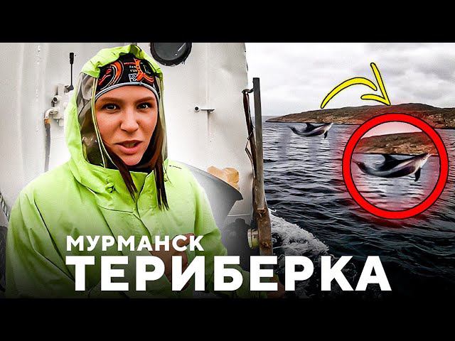 Териберка. Мурманск. Что надо знать. Как увидеть китов? Лучшие места Крайнего севера. смотреть онлайн