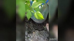 Посадка клематиса Тайга.