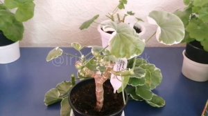 Розебудные пеларгонии. Особенности выращивания.