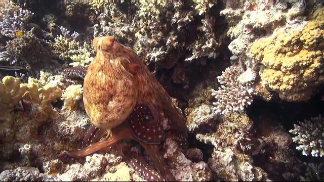 Осьминог и днем и ночью. Красное море. смотреть онлайн
