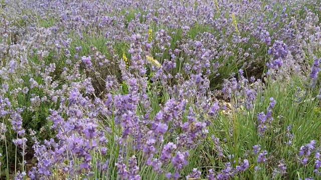 ЛАВАНДА 1 смотреть онлайн