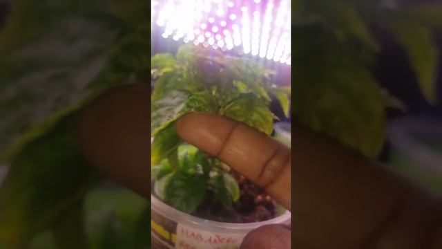 Habanero Pepper, Day 120, Flowering