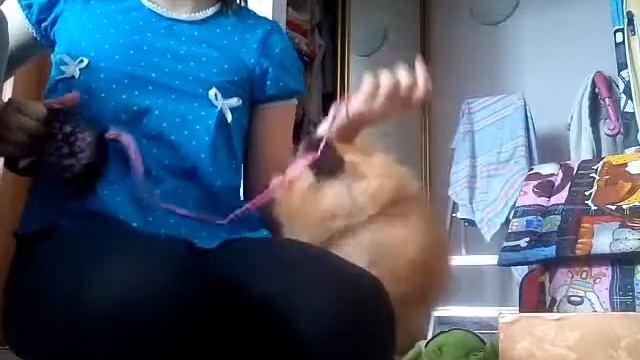 Продолжение хранение вещей моей собаки смотреть онлайн