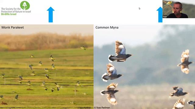 Trends and Changes in Israel's Bird Populations. Dr Yoav Perlman смотреть онлайн