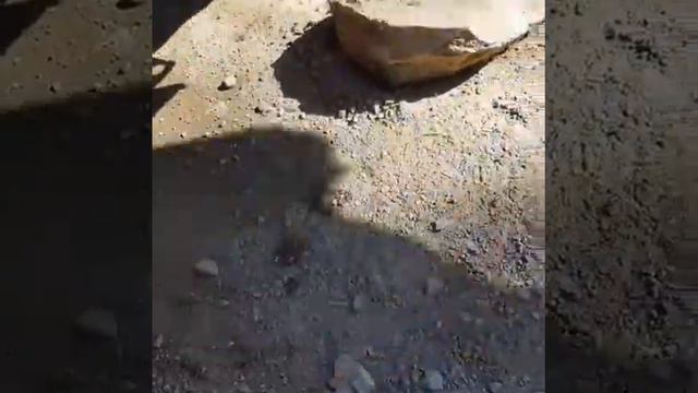 Прикол с автоматом Калашникова смотреть онлайн