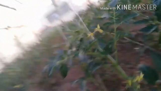 БОРНАЯ КИСЛОТА ДЛЯ РАСТЕНИЙ СУПЕР ПОДКОРМКА смотреть онлайн