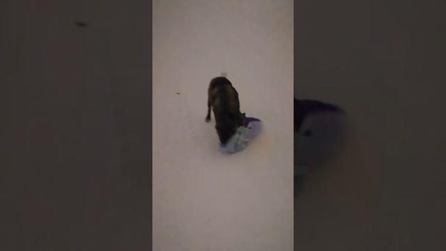 #собака#питбуль#игры#кайра смотреть онлайн