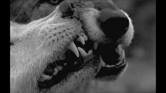 Ovsyanki Ost | Цыганская / Андрей Карасев смотреть онлайн