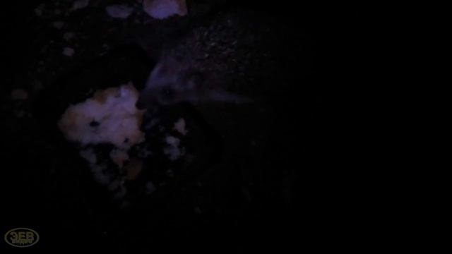 Еж спугнул кошку и принялся с аппетитом уплетать её еду смотреть онлайн