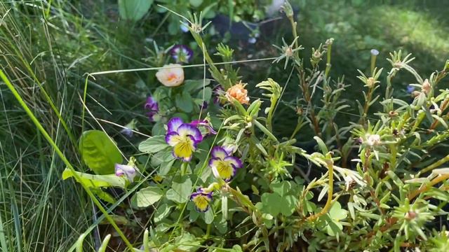 OMG !!-DON'T THEY LOOK SO PRETTY!? -- Summer bloom in Zone 5. смотреть онлайн