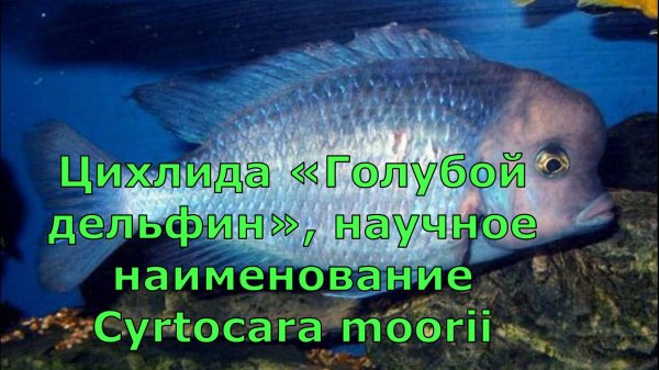 Цихлида Голубой дельфин, научное наименование Cyrtocara moorii,