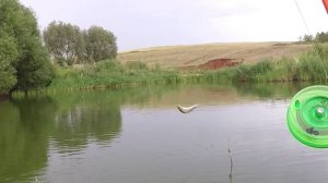 С такими карасями и карпа не надо. Вечерняя рыбалка на боковой кивок.