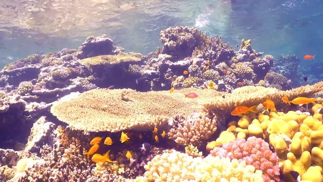 Подводный мир | Underwater World | Звуки океана | Relaxing Music |