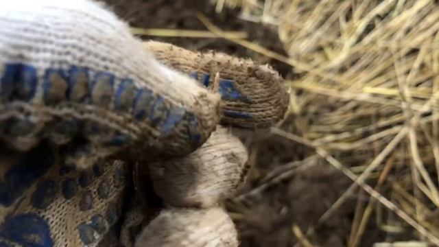 Эквинокс 600. Наконец-то монеты попёрли!!! Закрытие сезона! Нашли золото партии! VDI EQUINOX 600