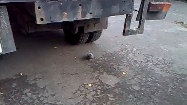 Cat chased pigeons from under the wheels! смотреть онлайн