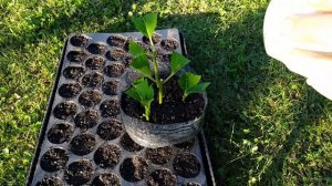 Размножение Гортензии крупнолистной черенками