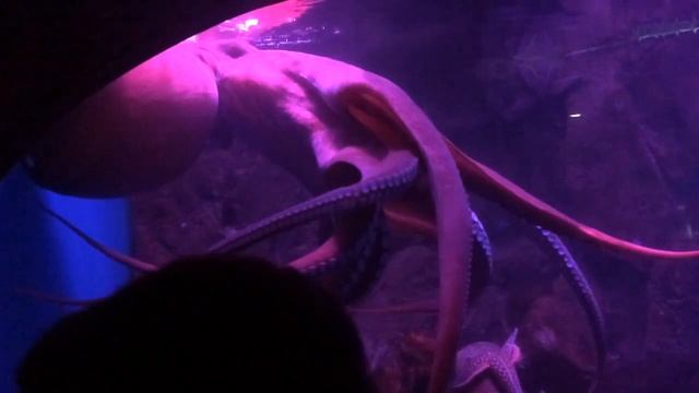 Большой осьминог Дофлейна Москвариум ВДНХ SlowMo