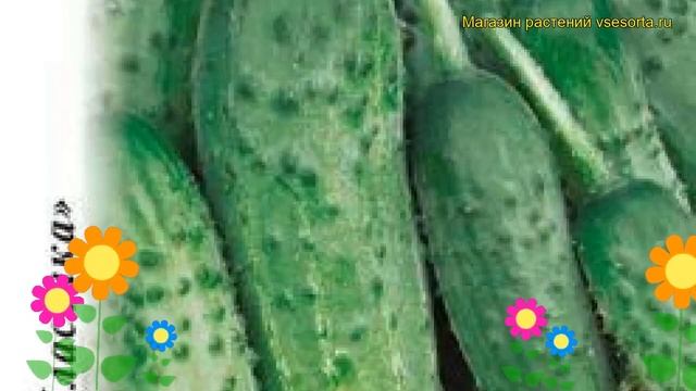 Огурец Круиз F1 (Огурец). Краткий обзор, описание характеристик, где купить семена cucumis sativus смотреть онлайн