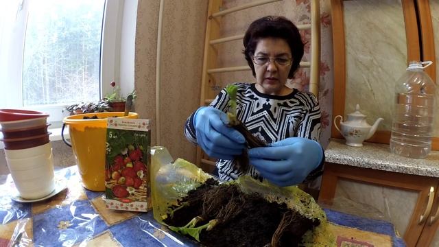 Фриго рассада клубники. Часть1: приобретение и посадка смотреть онлайн