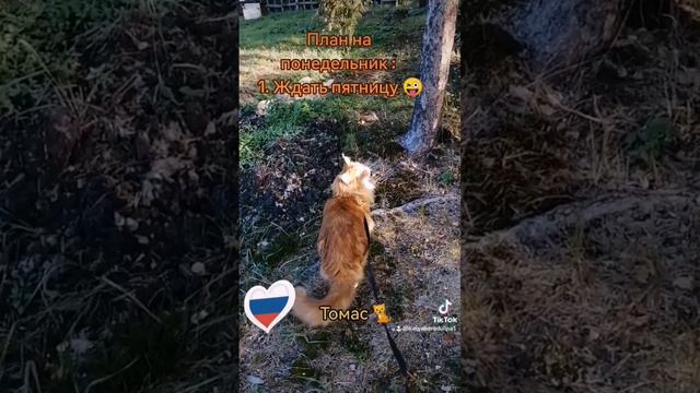 #Томас #мейн_кун #котикмойлюбимый #смешныеживотные #сентябрь2023 #россия #череповец смотреть онлайн