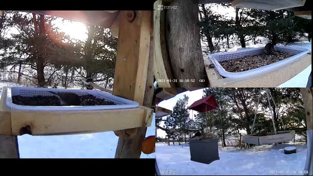 2021 Jan 31: Livestream bird feeding station. Ripley, Ontario Canada by AtHomeFriendlyTecGuy смотреть онлайн