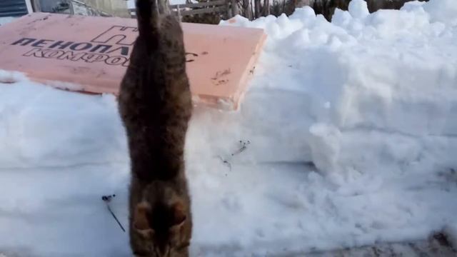 Хранение овощей когда нет погреба погреба. Зима 2020 смотреть онлайн